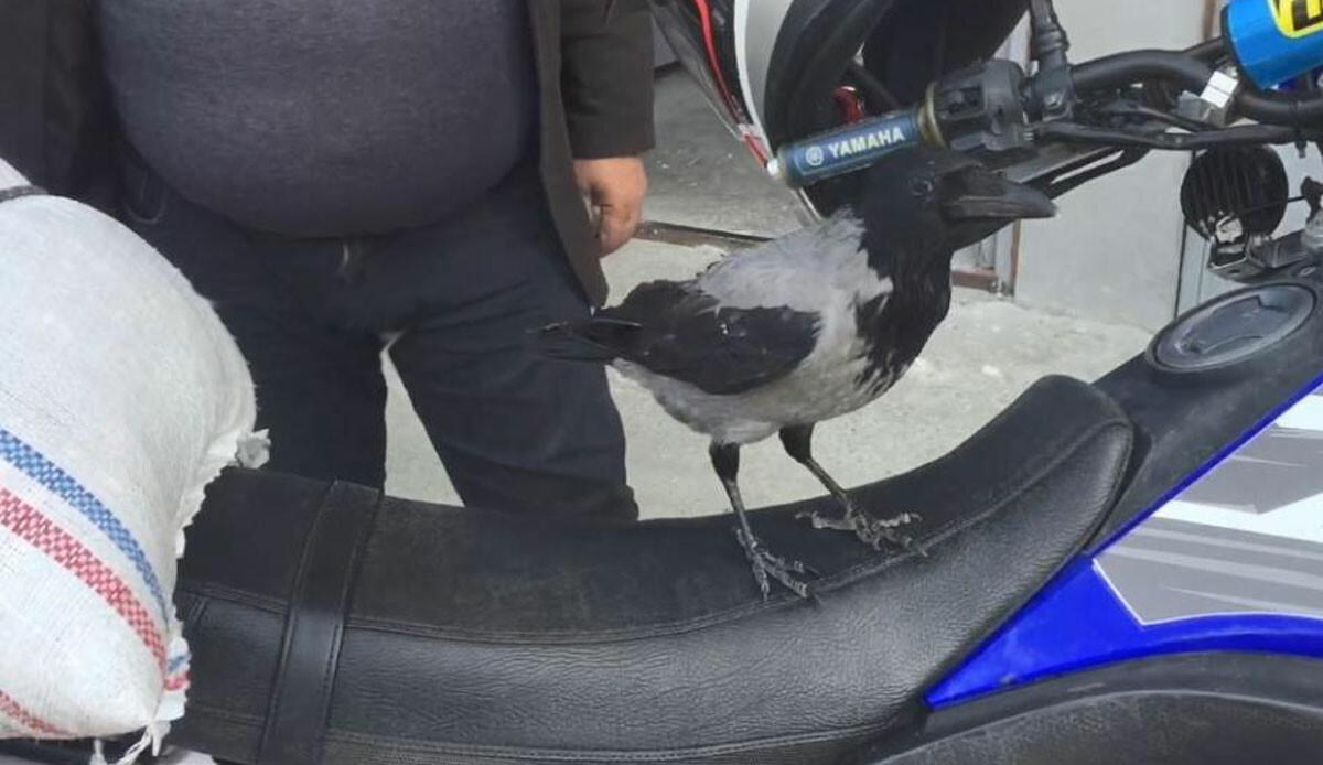 Peynir çalıyor, çay içiyor ve motora biniyor! 'Şakir' adlı arsız karga esnafın başına bela oldu