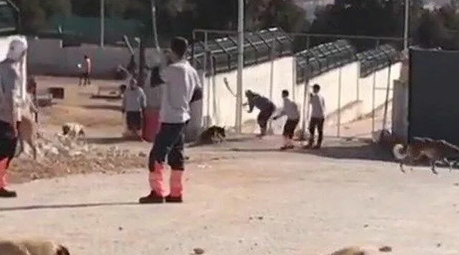 Konya’daki barınak vahşetiyle ilgili Tarım ve Orman Bakanlığı düğmeye bastı: Sağlık taramaları başlatıldı