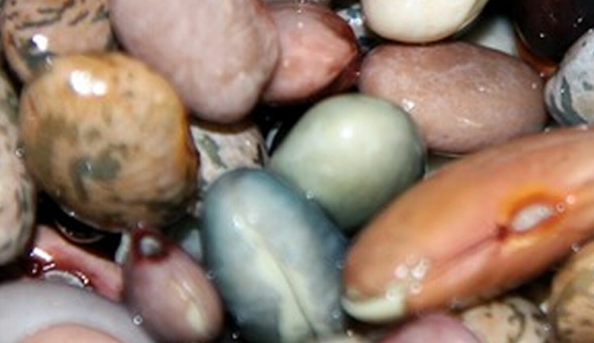 Hem kilo verdiriyor hem de kolesterolü bitiriyor, pişme suyu dahi çok faydalı: Haftada 3 porsiyon mutlaka tüketin!