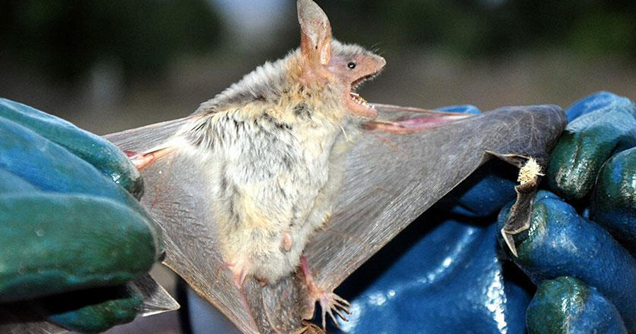 Koronavirüsün yeniden hortladığı Çin’de yeni virüs alarmı! ‘BtSY2’ hayvandan insana kolayca bulaşıyor