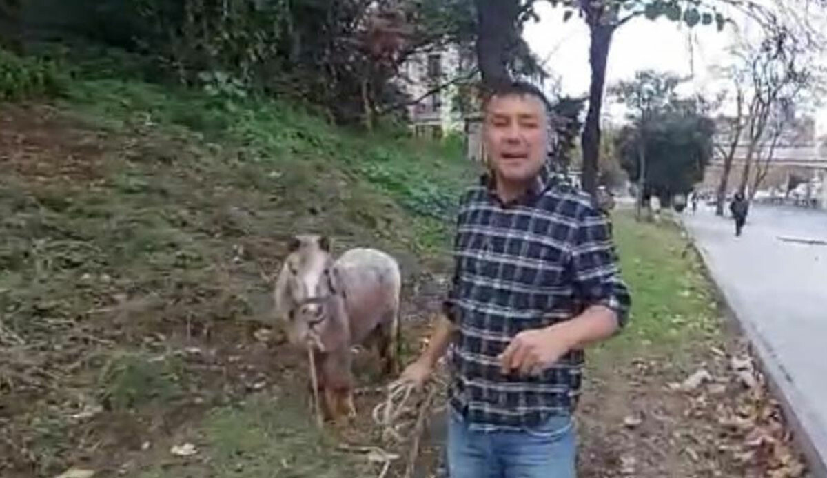 Yoldan geçen dönüp bir daha baktı! İstanbul'un en işlek noktasında ilginç görüntüler: Ağaca bağlanan midilliyi gören şaştı kaldı Yoldan geçen dönüp bir daha baktı! İstanbul'un en işlek noktasında ilginç görüntüler: Ağaca bağlanan midilliyi gören şaştı kaldı