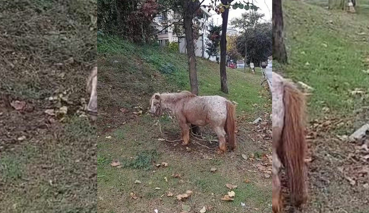 Yoldan geçen dönüp bir daha baktı! İstanbul'un en işlek noktasında ilginç görüntüler: Ağaca bağlanan midilliyi gören şaştı kaldı Yoldan geçen dönüp bir daha baktı! İstanbul'un en işlek noktasında ilginç görüntüler: Ağaca bağlanan midilliyi gören şaştı kaldı