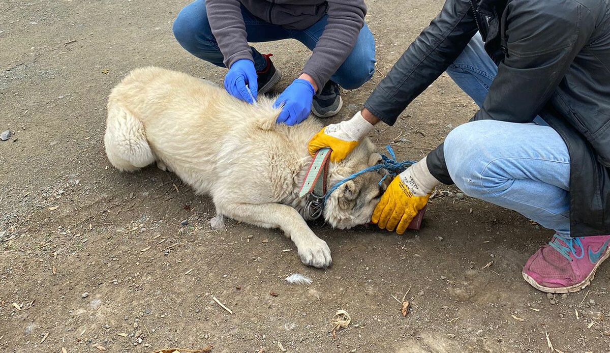 Ölen kedi kuduz çıktı, hareket geçildi! 1 köy karantinaya alındı Ölen kedi kuduz çıktı, hareket geçildi! 1 köy karantinaya alındı