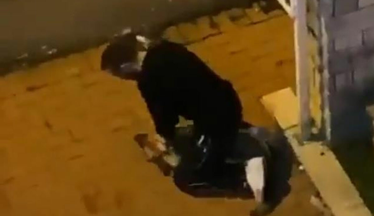Sokak köpeğini boğarak öldürmeye çalışmıştı… İstanbul Sarıyer’deki vahşete tutuklama! Sokak köpeğini boğarak öldürmeye çalışmıştı… İstanbul Sarıyer’deki vahşete tutuklama!
