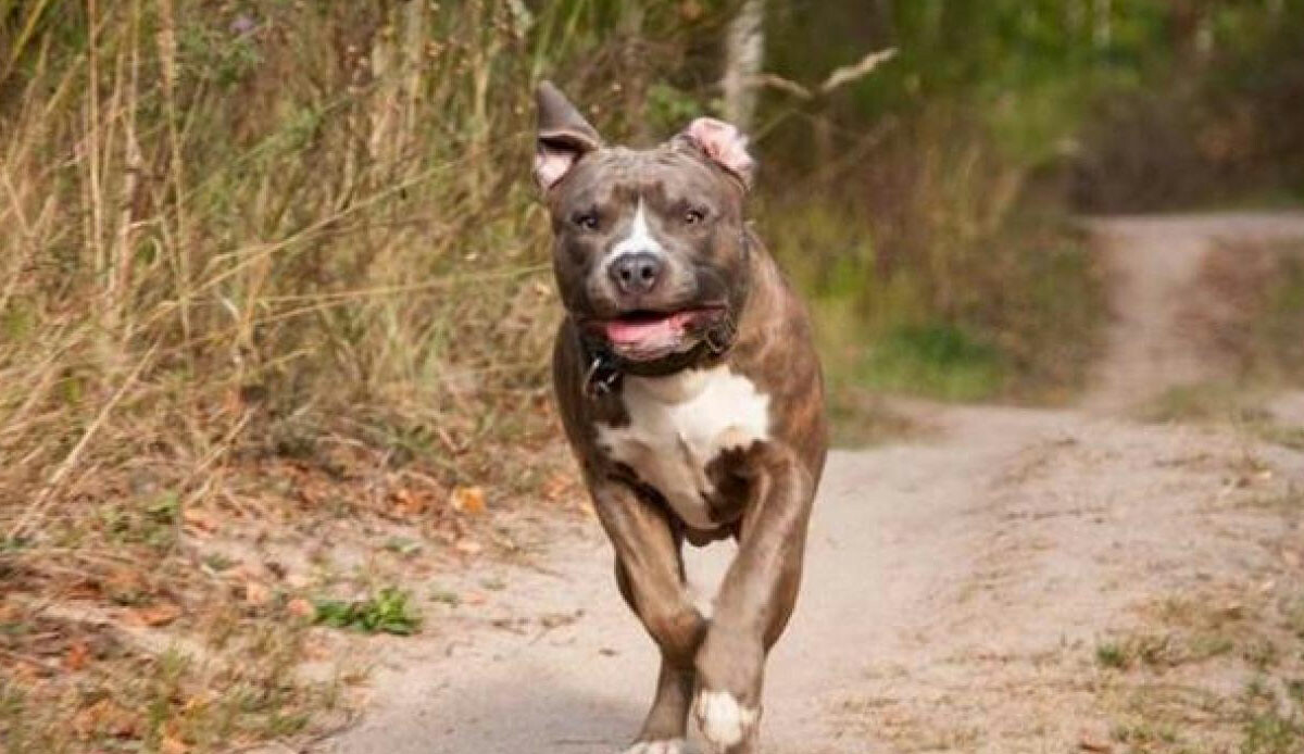 Köpekle karşısındakileri tehdit eden sürücüye Yargıtay'dan emsal karar! Yaptığına bin pişman olacak Köpekle karşısındakileri tehdit eden sürücüye Yargıtay'dan emsal karar! Yaptığına bin pişman olacak