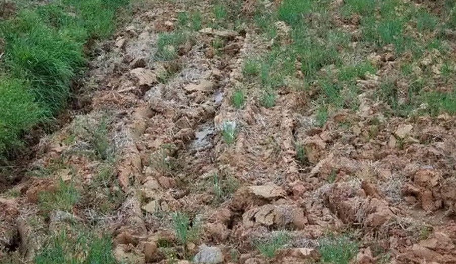 Gözünüzün önündeki kediyi 20 saniyede bulamayacaksınız! Beyni yoran testin zorlamadığı kişi yok