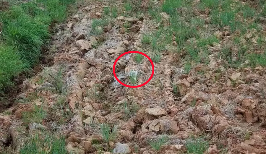 Gözünüzün önündeki kediyi 20 saniyede bulamayacaksınız! Beyni yoran testin zorlamadığı kişi yok