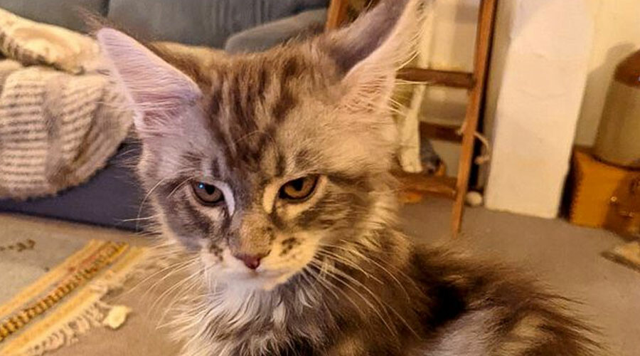Köpeklerden daha büyük! Bir metre uzunluğunda devasa kedi…