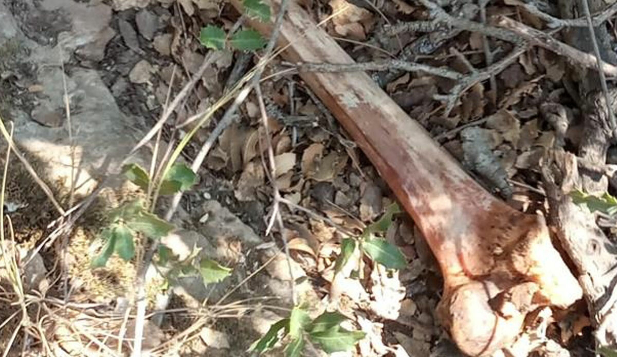 Bir kemik korkunç gerçeği ortaya çıkardı! Ekipler apar topar arama çalışmaları başlattı