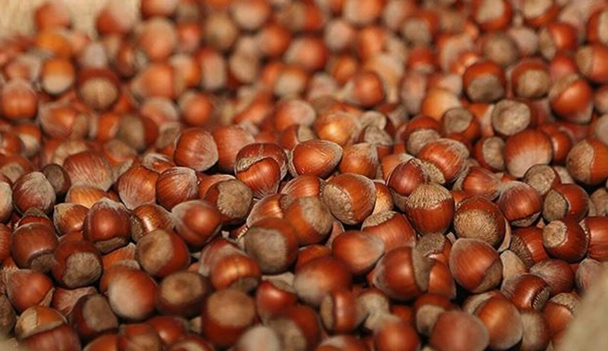 Fındık Türkiye'de yüzleri yine güldürdü! 3 ayda 538 milyon dolar döviz girdisi sağlandı: Hedef 300 bin ton