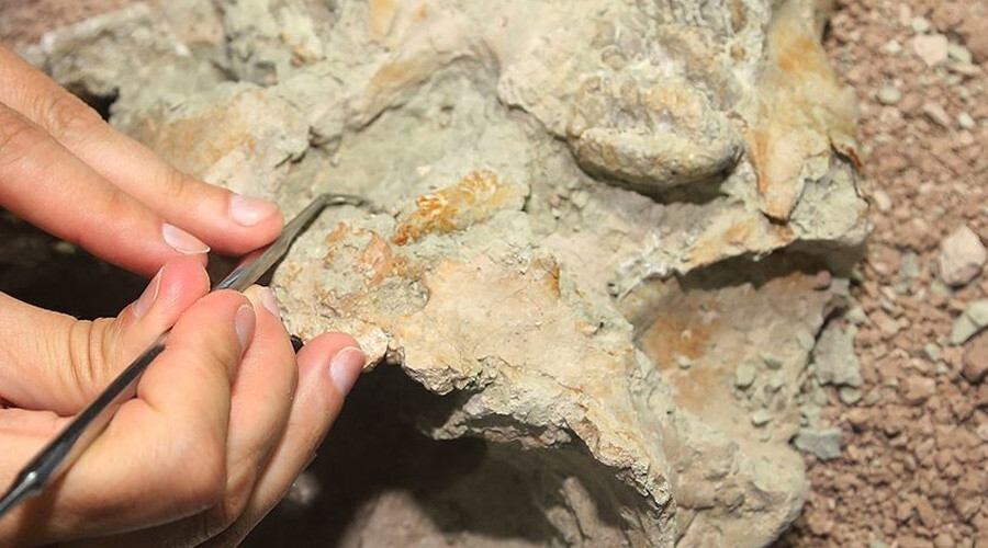 Bilim insanları gördükleri karşısında donup kaldı! Tam 100 milyon yıl öncesine ait elasmosaurus iskeleti bulundu Bilim insanları gördükleri karşısında donup kaldı! Tam 100 milyon yıl öncesine ait elasmosaurus iskeleti bulundu