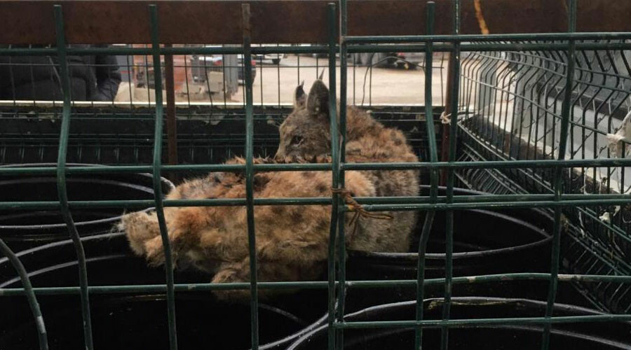 Mobilya mağazasına giren vaşak ile vatandaş arasında komik diyalog Mobilya mağazasına giren vaşak ile vatandaş arasında komik diyalog