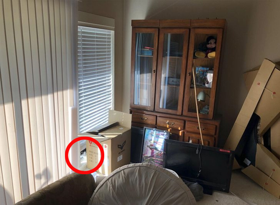 Görseldeki kedi nerede? Dikkat ölçen IQ testi! Cevabı öğrenen dumura uğruyor