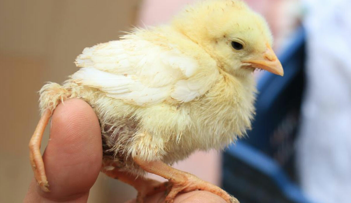 Bu civciv diğerlerine benzemiyor! Gören tekrar dönüp bakıyor ve satın almak istiyor: 10 kat fiyat teklifi verildi Bu civciv diğerlerine benzemiyor! Gören tekrar dönüp bakıyor ve satın almak istiyor: 10 kat fiyat teklifi verildi