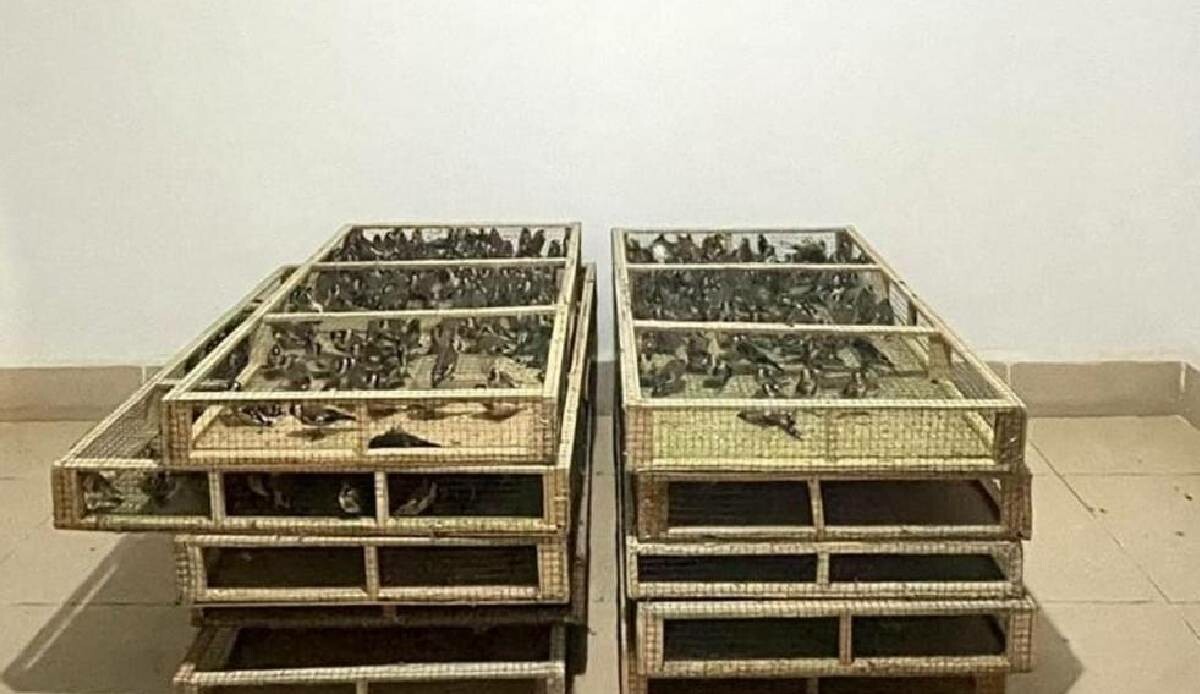 'Saka' avcılığına milyon liralık ceza! 'Saka' avcılığına milyon liralık ceza!