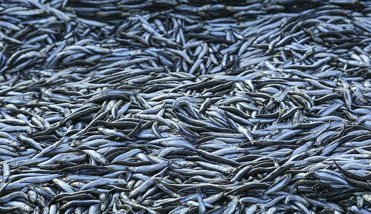 Resmen rekor! Balıkçılar şenlendi, kasa kasa ücretsiz dağıtıldı: Tam 100 ton hamsiyle limana ulaştılar