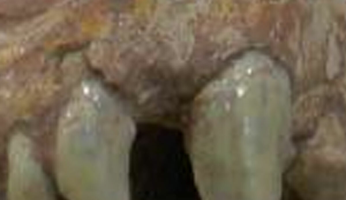Bir ihbar ile tam 7.5 milyon yıllık sır ortaya çıktı: Baraj bölgesinde görüldü, farklı örnekleri var