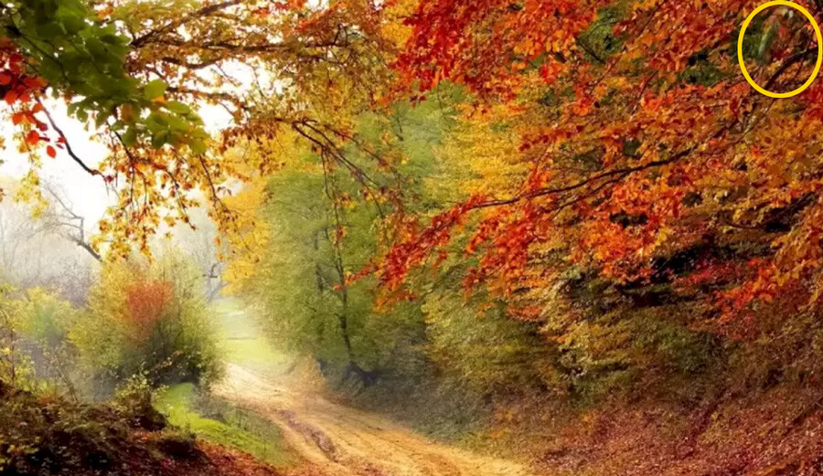 Zekasına güvenenler çözüyor: Bu resimdeki papağanı 10 saniye içinde bulan kişi sayısı çok az