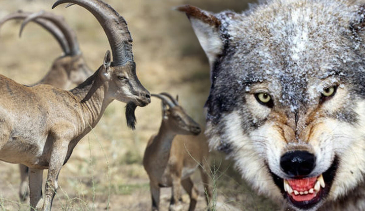 Kurtların saldırısına uğrayan dağ keçisi öyle bir hamle yaptı ki yem olmaktan son anda kurtuldu