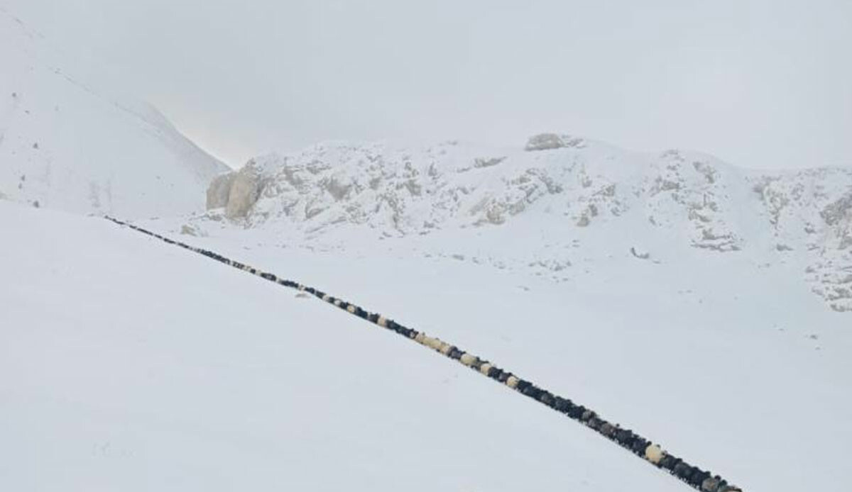Görüntüler Artvin’den: İp gibi dizildiler