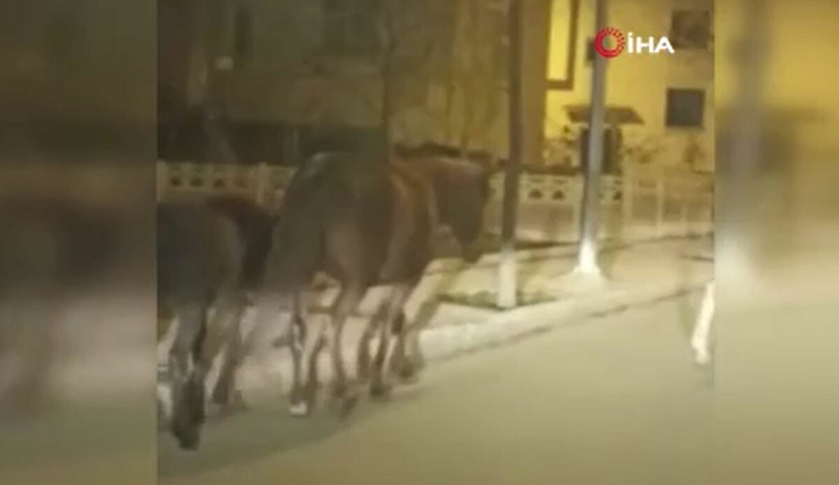 Gören şaşkına uğradı! Atlar cadde ve sokaklara akın etti