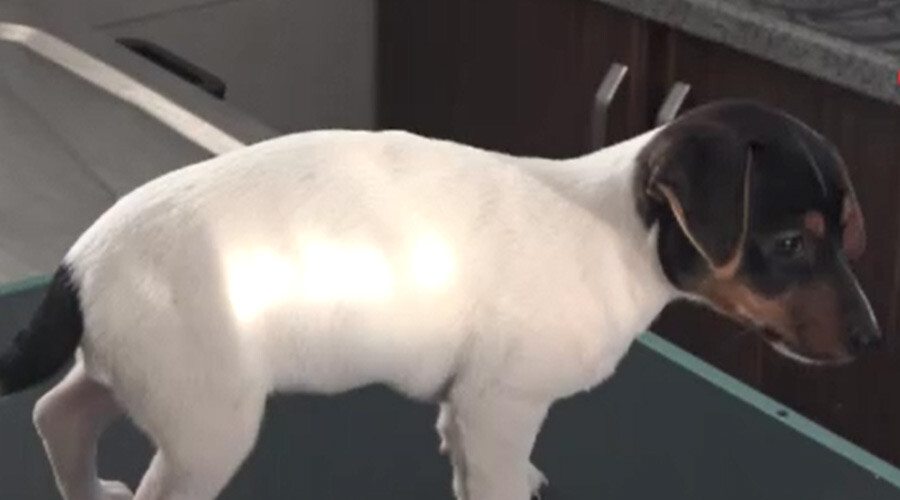 Görüntüler Antalya’dan: Bu kez insan köpeği ısırdı