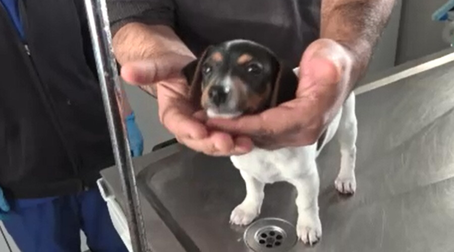 Görüntüler Antalya’dan: Bu kez insan köpeği ısırdı