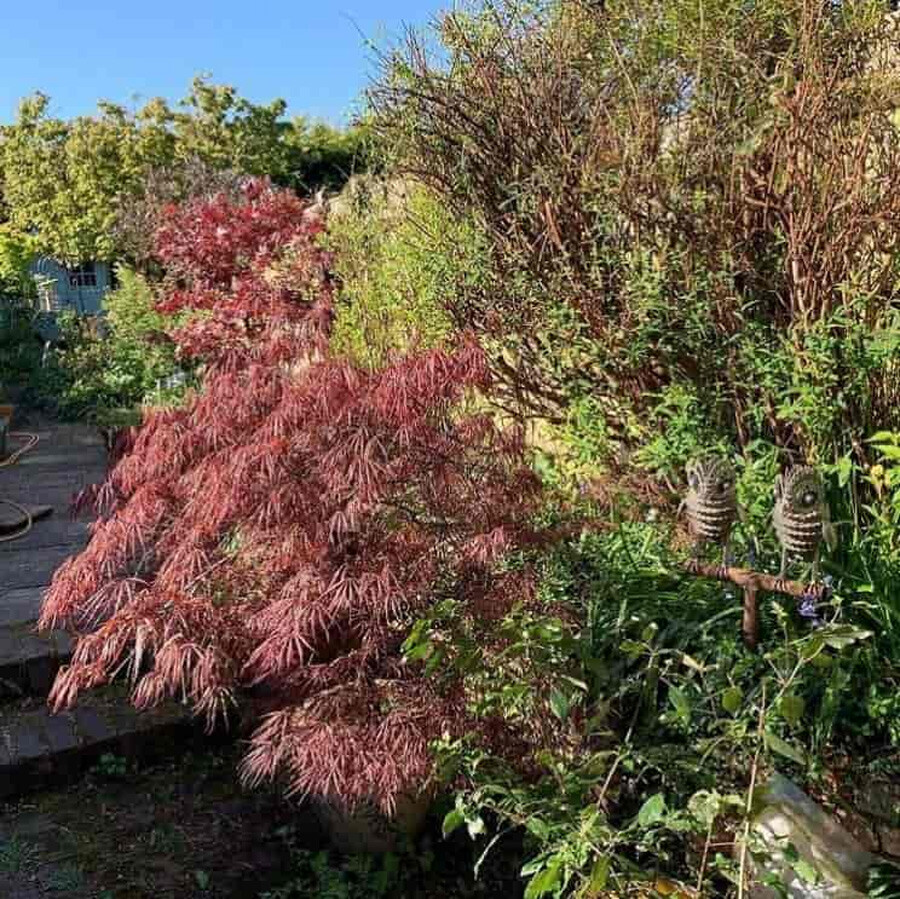 Sosyal medyayı çalkalayan test: Bahçedeki kaybolan köpeği 17 saniyede bulanlar dahi sayılıyor