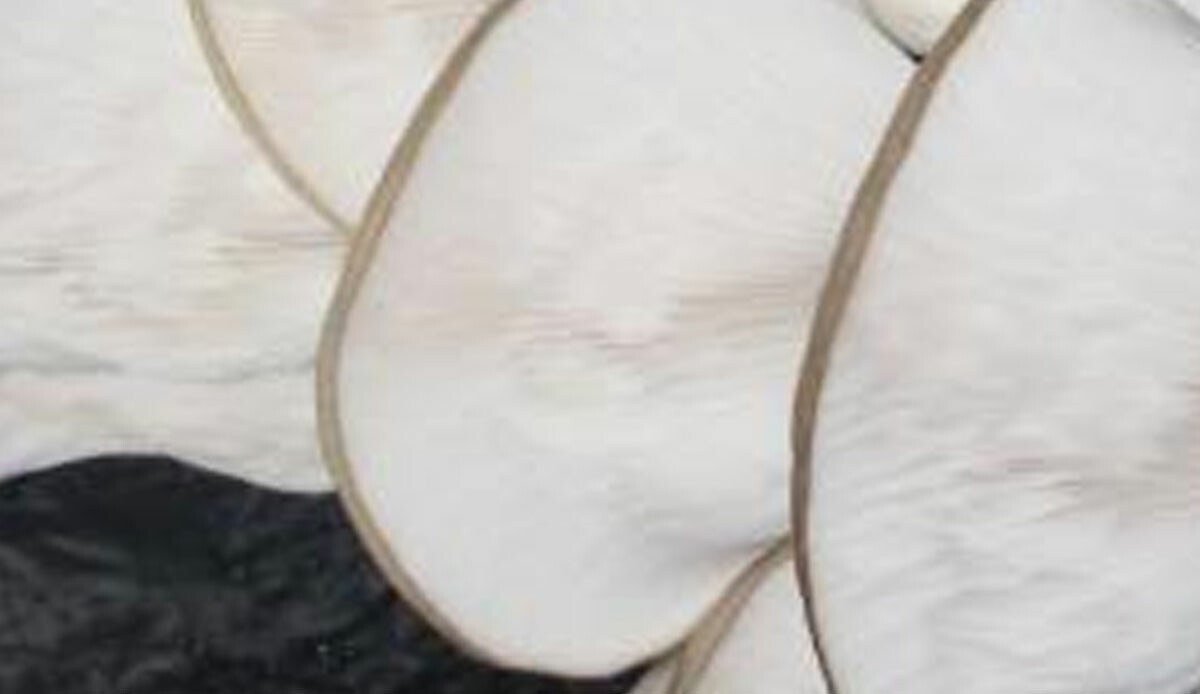 Merakıyla başladı, şimdi paraya para demiyor! Yılda bir defa yetişiyordu ama artık 20 günde bir çıkıyor: Hem ucuz hem de göreni teşvik ediyor