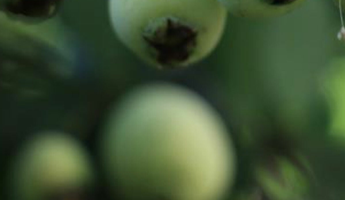 Bulunduğu kentin adını aldı, 200 kilograma kadar meyve veriyor! Faydasını duyan toplamak için koşuyor, hem masrafı yok hem de uğraştırmıyor