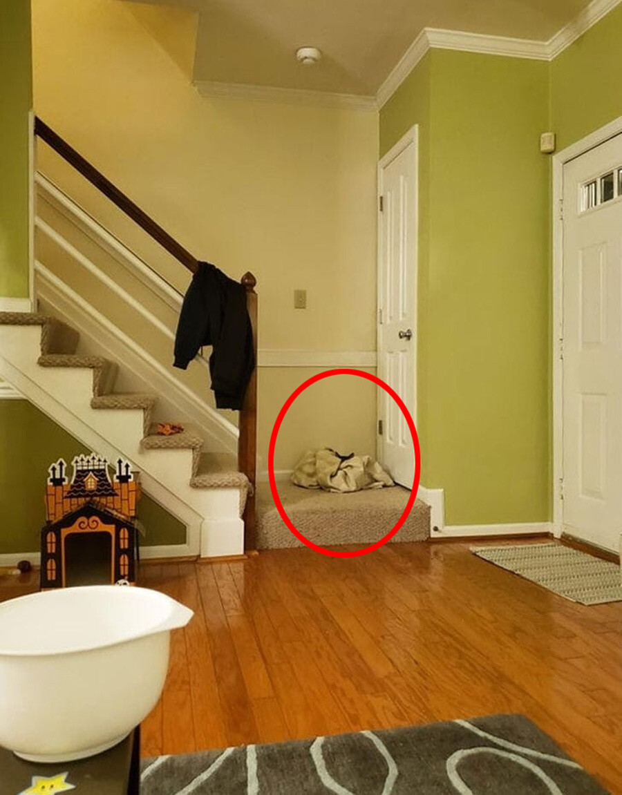 IQ’yu ölçen test: Odadaki saklanan kediyi 10 saniyede bulan dünya rekoru kırıyor