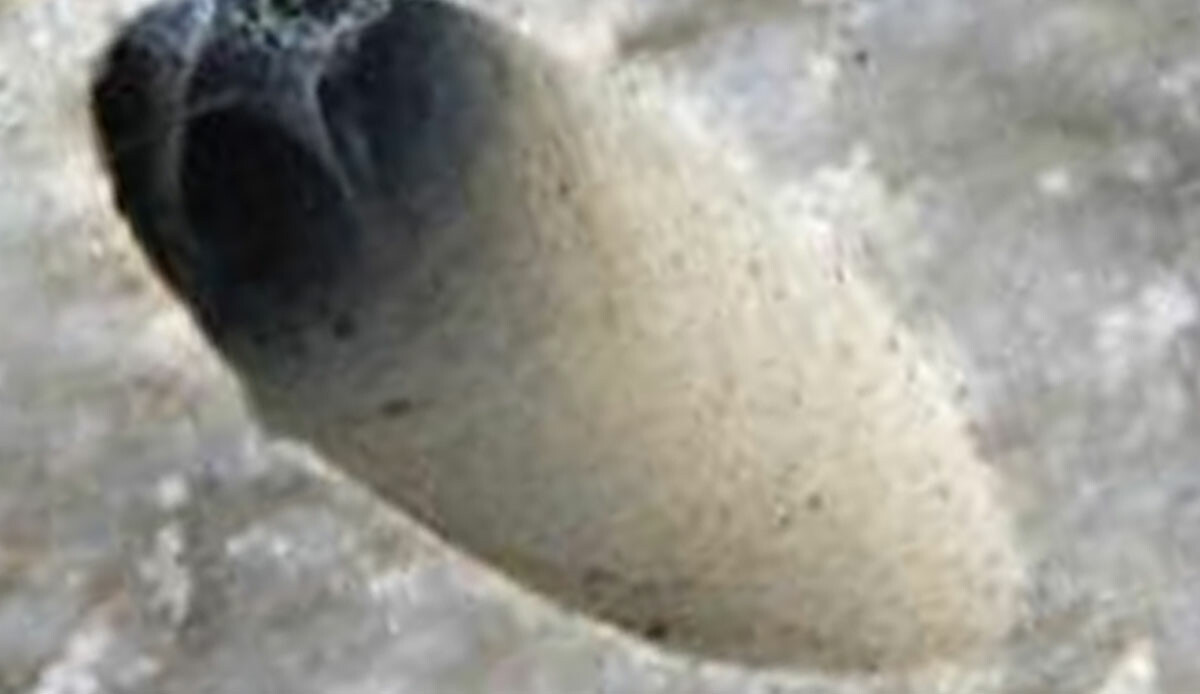 Muğla'da ormanlık alanda bulundu, milyonlarca yıllık sır! Kimse cesaret edemiyor, yerinden dahi oynamıyor