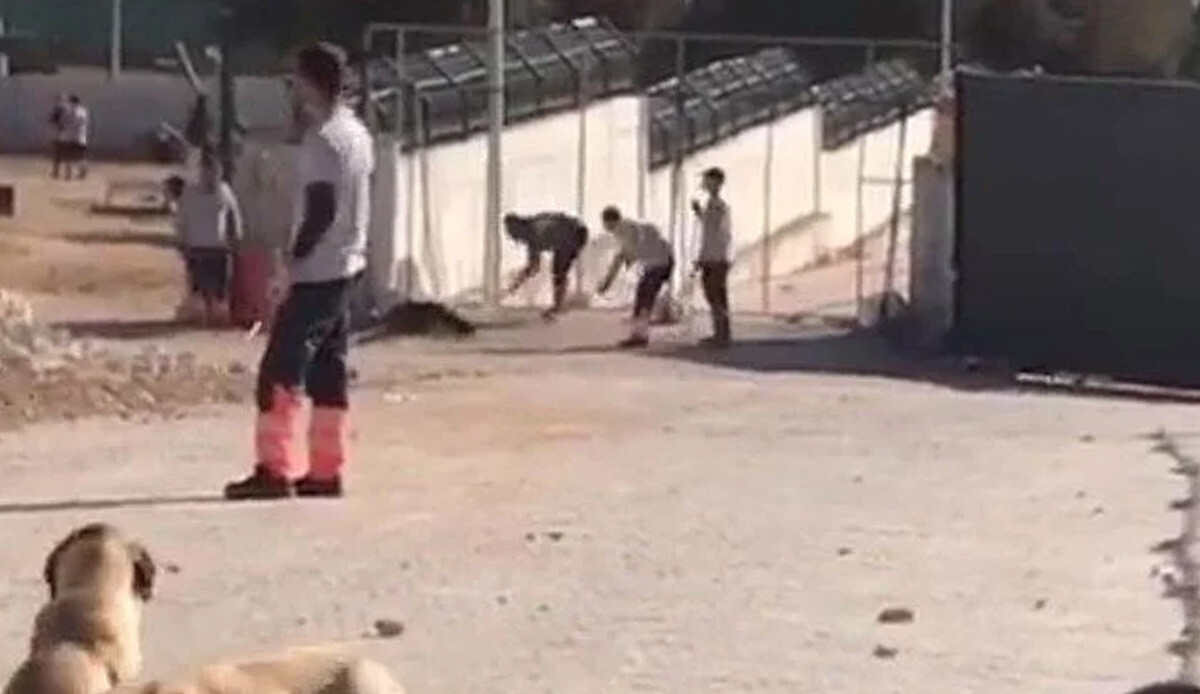 Tahliye kararına itiraz reddedildi: Barınaktaki köpek vahşetine tutuksuz yargılama Tahliye kararına itiraz reddedildi: Barınaktaki köpek vahşetine tutuksuz yargılama