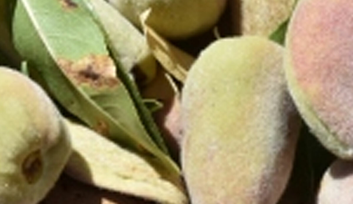 Köye gelir kaynağı olan ağaçları gören şaştı kaldı, kimse beklemiyordu! Nedeni ise şaşırtmadı