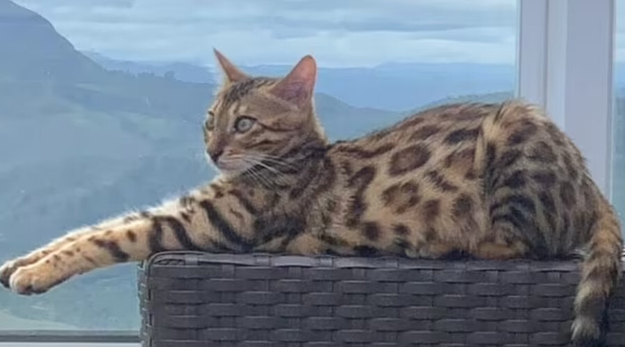 Brezilya’da panik anlar: Jaguar zannettiler, gerçek bambaşka çıktı Brezilya’da panik anlar: Jaguar zannettiler, gerçek bambaşka çıktı