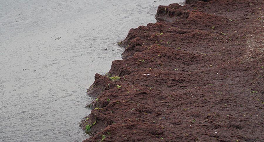Sahil kırmızıya büründü! Uzmandan açıklama gecikmedi Sahil kırmızıya büründü! Uzmandan açıklama gecikmedi