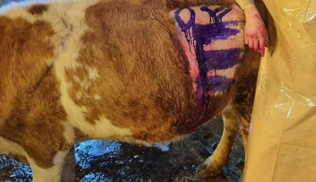 İneği hastalandı, veteriner çağırınca gerçek ortaya çıktı: Hayvanın içinden çıkanlar inanılmaz, şoke oldular