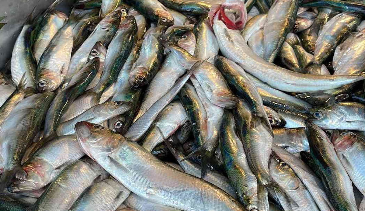 Fırtına tezgahları vurdu ama en ucuzu o oldu! Sadece Karadeniz'den çıkıyor, fiyatını gören şaşırıyor