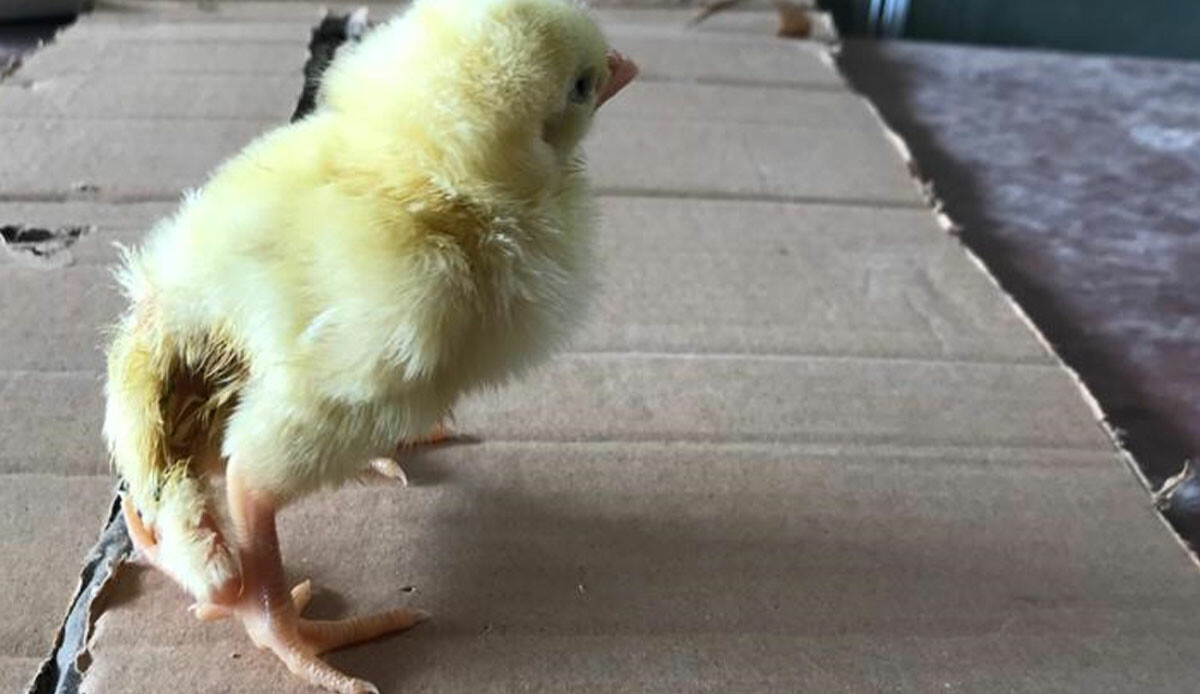 Kuluçkaya koyduğu yumurtadan çıkanı görünce şaşkına döndü! On binde bir görülüyor