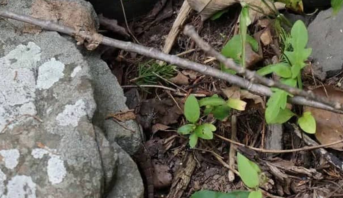 Cevabı basit ama bulması zor: Ormandaki kertenkeleyi 5 saniyede gören zekasını ispatlıyor