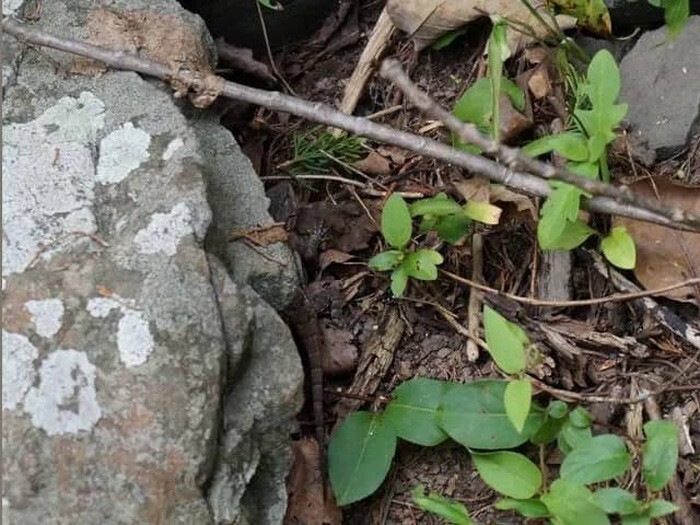 Cevabı basit ama bulması zor: Ormandaki kertenkeleyi 5 saniyede gören zekasını ispatlıyor