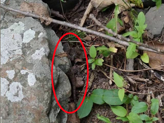 Cevabı basit ama bulması zor: Ormandaki kertenkeleyi 5 saniyede gören zekasını ispatlıyor