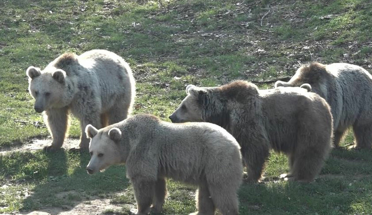 Küresel ısınma onları da vurdu: Ayılar kış uykusuna giremedi