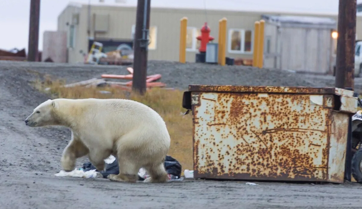 Alaska&#039;da kutup ayısı dehşeti: Birisi çocuk 2 kişiyi öldürdü