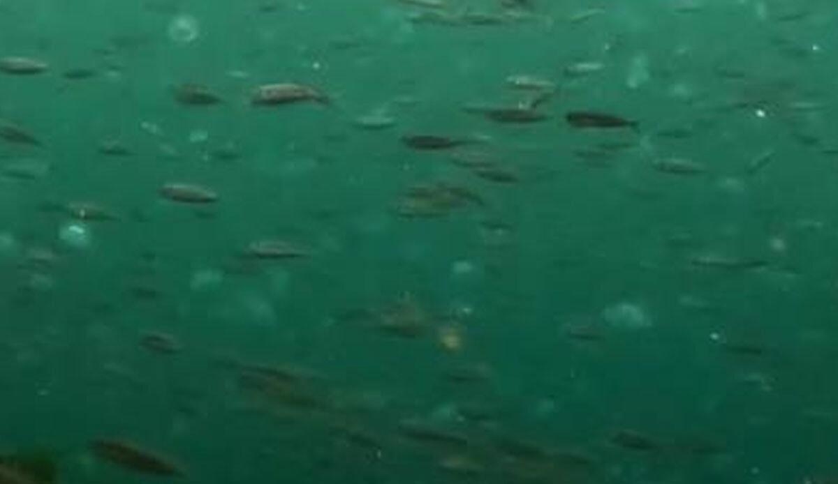 İstanbul Boğazı'nda tedirgin eden görüntü! Adeta istila gibi, gittikçe artıyor