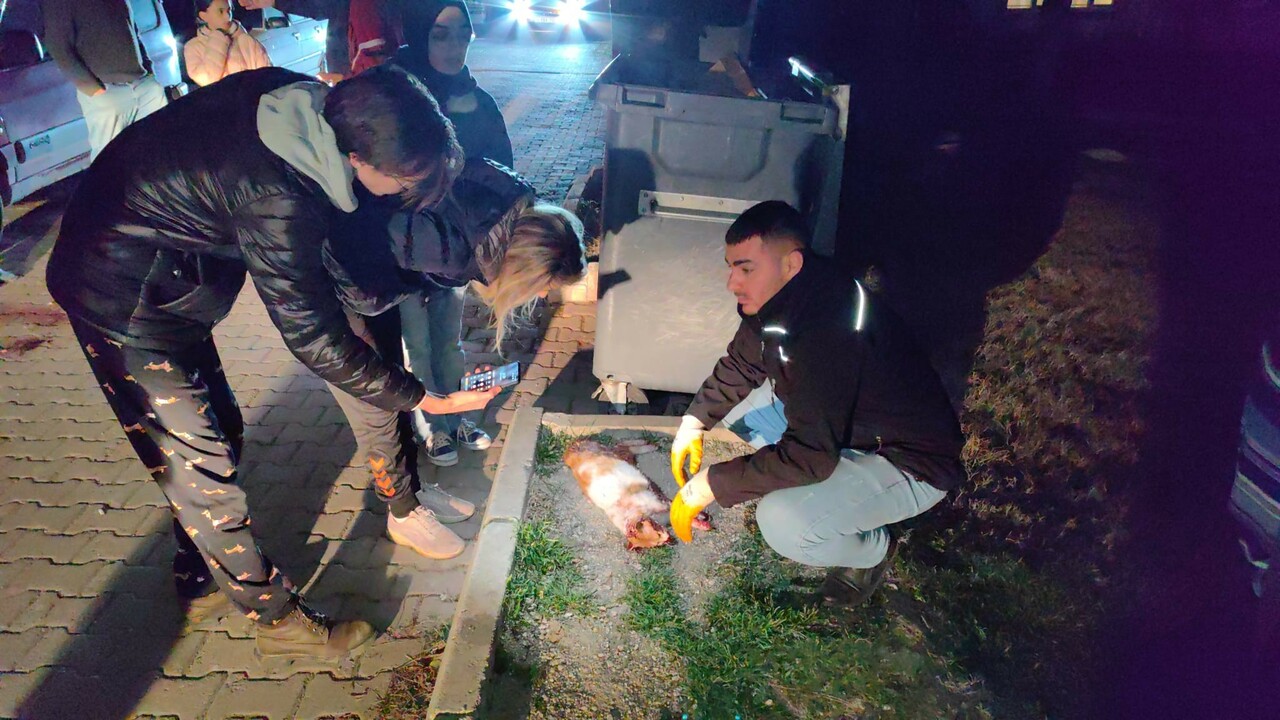 6 ayda 6 kedisi öldürülen kadın isyan etti