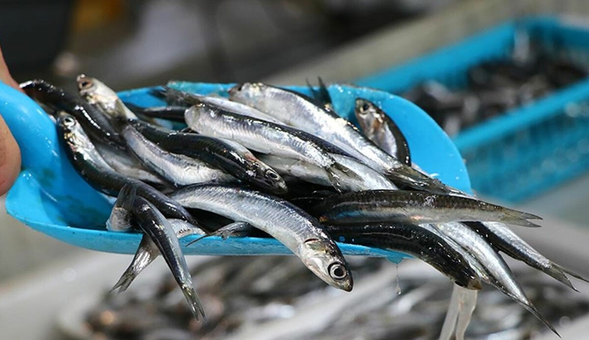 Balıktaki asıl şifayı herkes çöpe atıyor ama faydaları say say bitmiyor! Vitamin kaynağını sakın atmayın, mutlaka yiyin: Kemik erimesine birebir
