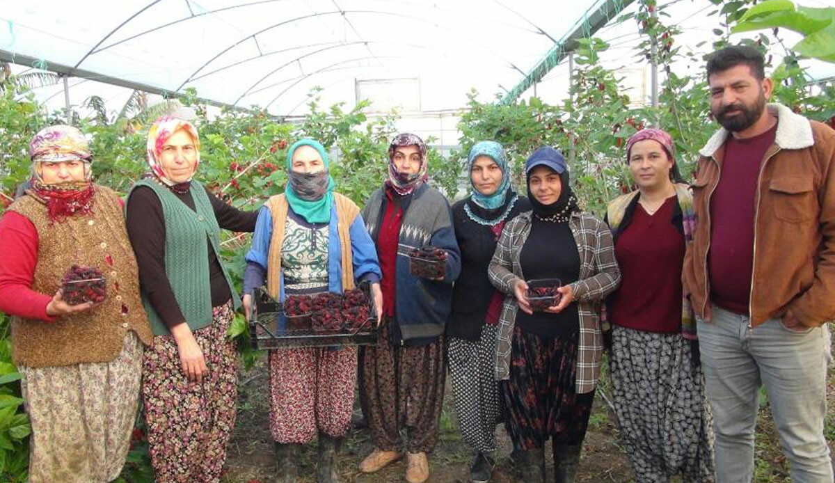 Katar’dan Mersin’e talep yağıyor… Kilosu 110 liradan alıcı buluyor: Çileğe alternatif!