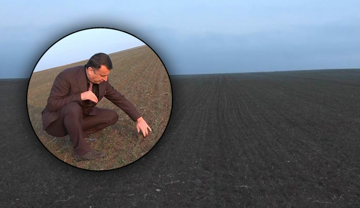 Çiftçiler hayrete düştü! Tarlalardaki değişim tedirgin etti, Tarım ve Orman İl Müdürlüğü'nden açıklama geldi