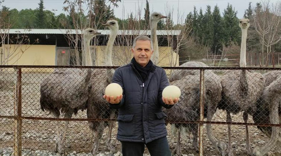 Şaşkınlık veren olay: Deve kuşları mevsimleri karıştırdı, kışın ortasında yumurtladı! Şaşkınlık veren olay: Deve kuşları mevsimleri karıştırdı, kışın ortasında yumurtladı!